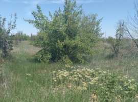 Предлагается к продаже участок 15 соток сельскохозяйственного...