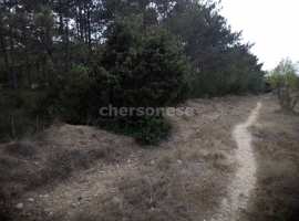 Ровный участок с плодородной землей в трех метрах от  леса. СНТ...