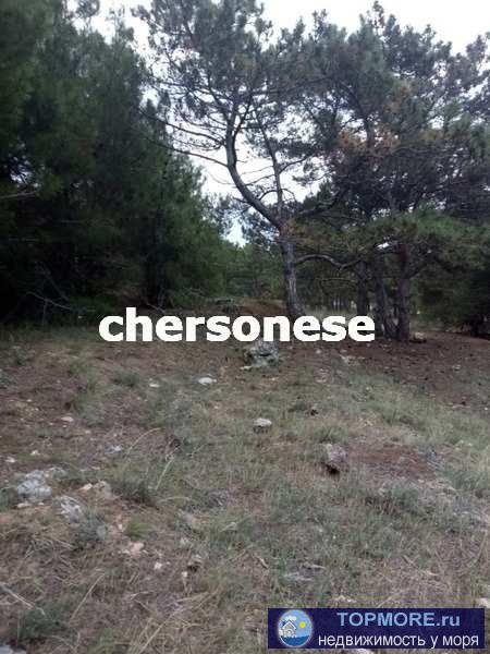 Участок на Фиоленте находится вплотную к сосновой роще, потрясающий воздух и вид на море.   Экологически чистый...