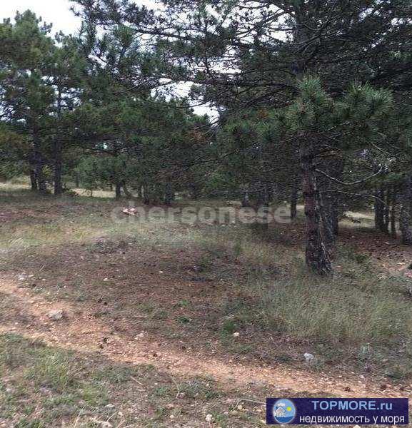 Участок на Фиоленте находится вплотную к сосновой роще, потрясающий воздух и вид на море.   Экологически чистый... - 2