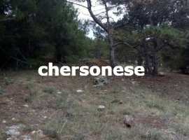 Участок на Фиоленте находится вплотную к сосновой роще, потрясающий...