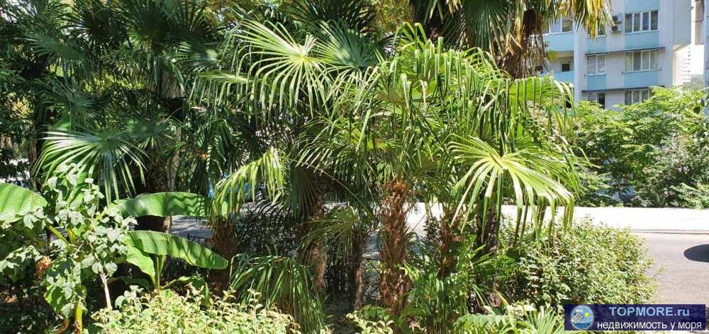  Продаю квартиру в центральном Сочи .Первый этаж ,но высокий ,есть погреб , парковочное место ,земельный участок .... - 2