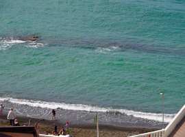 Лот № 133085. 3-х комнатная квартира с дорогим ремонтом(теплые...