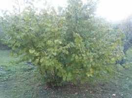 дом и земельный участок в собственности. требует ремонта.санузел на...