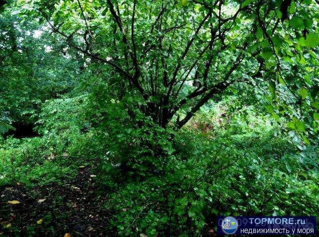 Земельный участок в экологически чистом районе, может быть использован как дача и для гостиночного бизнеса, газ...