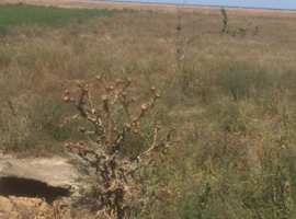 Продажа земельного участка с ветхим домом в Раздольненском районе,...