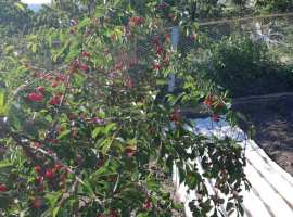 Лот № 20623. Продаю дом в Геленджике. Газ, вода (скважина), свет....