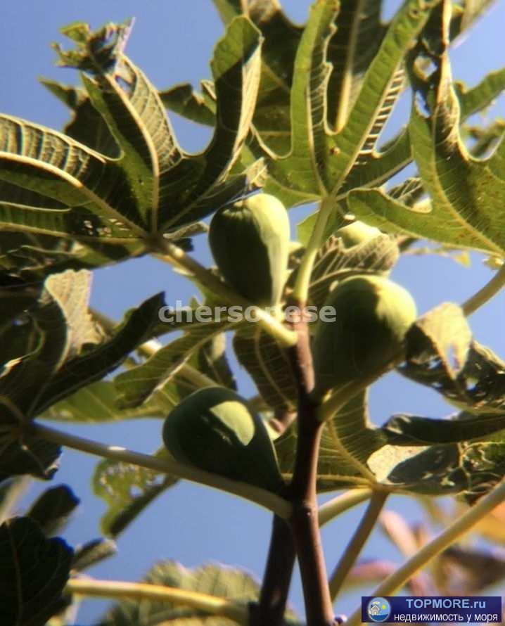 Подаётся дача на участке 4 сотки в СТ Сосновый Бор с прекрасным плодоносящим садом. Участок правильный прямоугольник,...