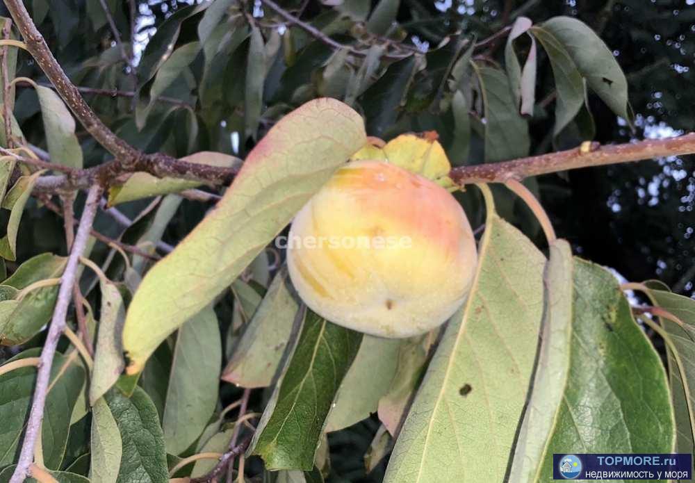 Подаётся дача на участке 4 сотки в СТ Сосновый Бор с прекрасным плодоносящим садом. Участок правильный прямоугольник,... - 1