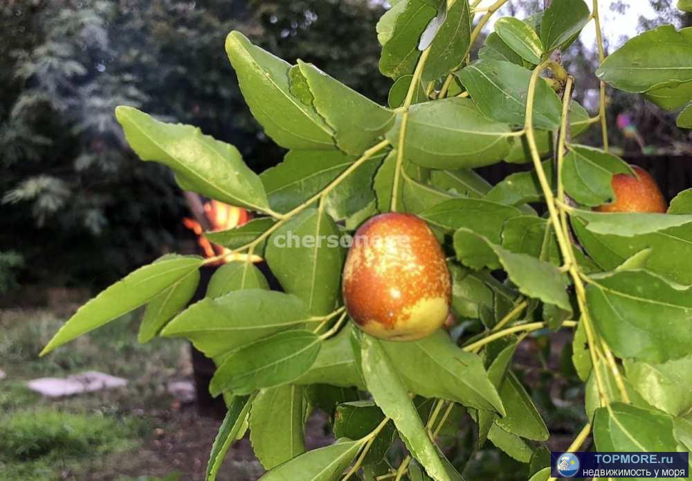 Подаётся дача на участке 4 сотки в СТ Сосновый Бор с прекрасным плодоносящим садом. Участок правильный прямоугольник,... - 2