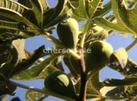 Подаётся дача на участке 4 сотки в СТ Сосновый Бор с прекрасным...