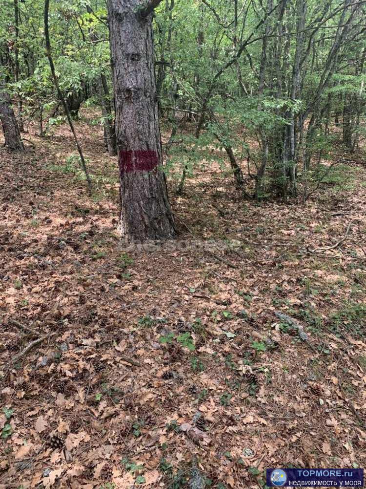 Предлагается к продаже видовой участок в ПГТ Краснокаменка, Ялтинский район.  Потрясающий вид на горы и лес.... - 2