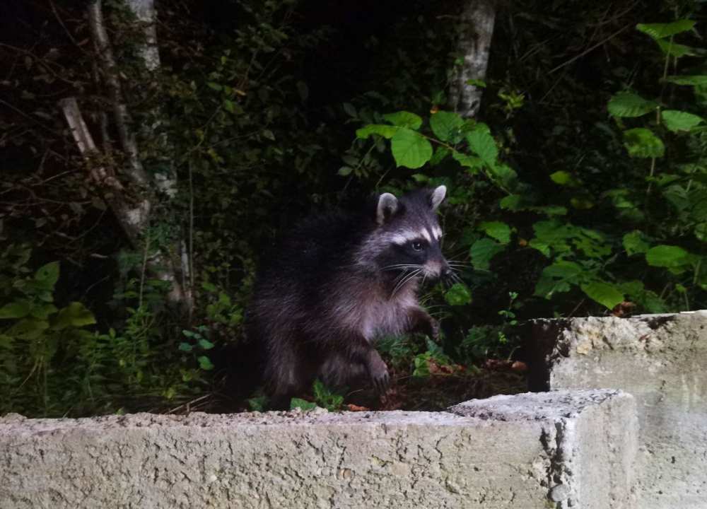 айский уголок в горах у моря - ВОПЛОЩЕНИЕ ВАШЕЙ МЕЧТЫ!  Вот и наступает тот момент, когда вы можете воплотить свои... - 13