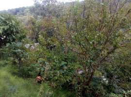 Продаётся земельный участок. Площадь земли 3,3 сот. Сад в наличии....