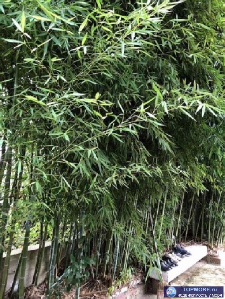 ПРОДАЮ земельный участок и половину дома в отличном состоянии ! Шикарный плодоносный сад и участок в центре... - 2