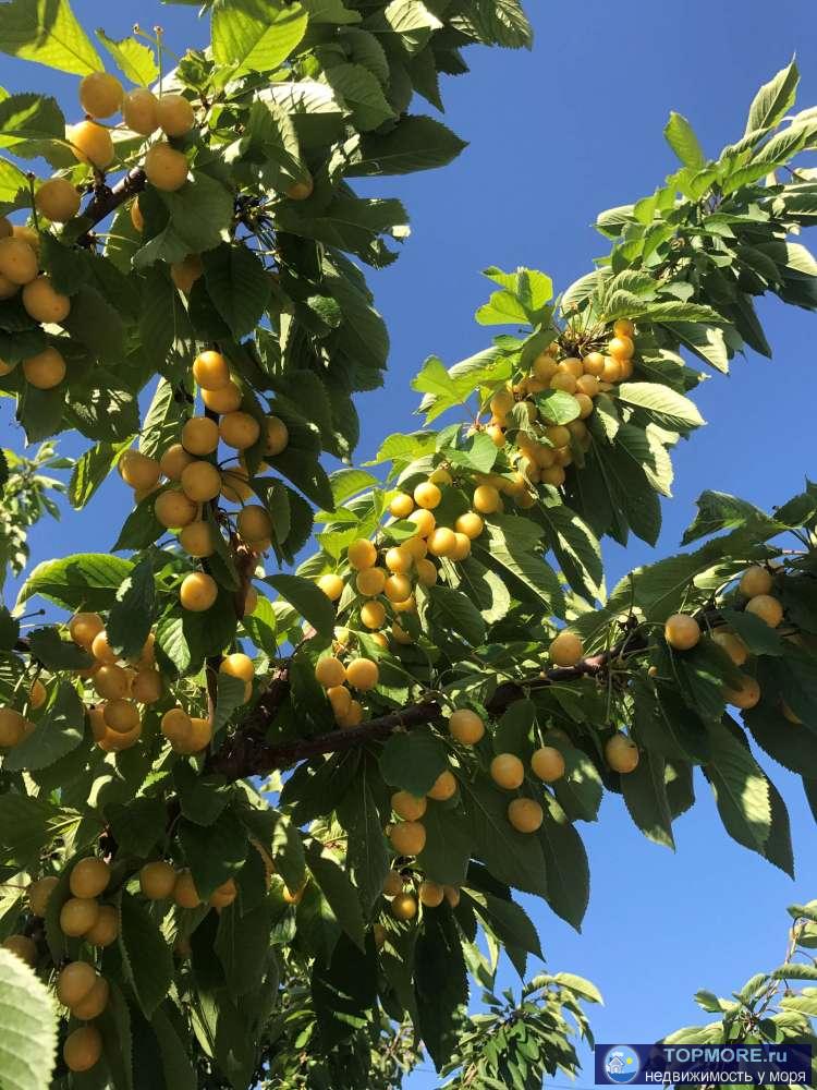 Отдых в Крыму - ЛЕТО 2024! Приглашаем провести семейный отдых в Крыму!  Частный пансионат «У Моря» расположен в 5... - 32