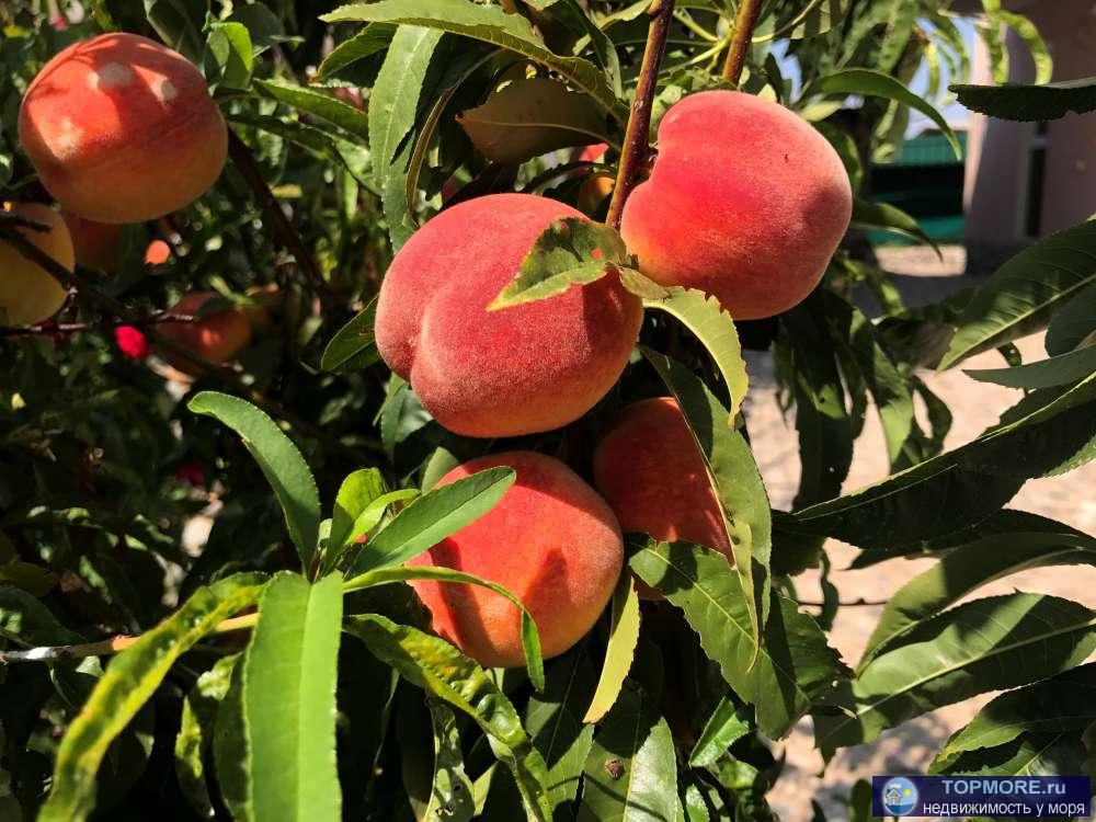 Отдых в Крыму - ЛЕТО 2024! Приглашаем провести семейный отдых в Крыму!  Частный пансионат «У Моря» расположен в 5... - 8