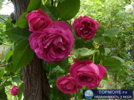 Приглашаем на отдых в нашу мини-гостиницу!   2-3-4-местные номера с удобствами и Wi-Fi, милый дворик, радушный приём,... - 16