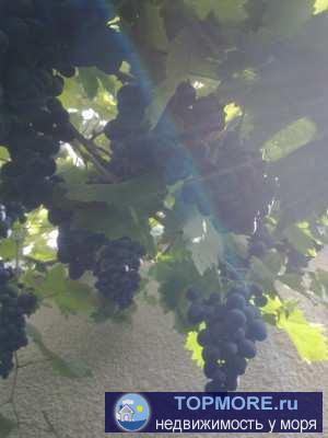 Приглашаем на отдых в нашу мини-гостиницу!   2-3-4-местные номера с удобствами и Wi-Fi, милый дворик, радушный приём,... - 19