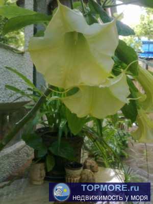 Приглашаем на отдых в нашу мини-гостиницу!   2-3-4-местные номера с удобствами и Wi-Fi, милый дворик, радушный приём,... - 23