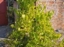 Продаем дачу СТ Троллейбусник-1.  
- Участок 5 сот ровный,...