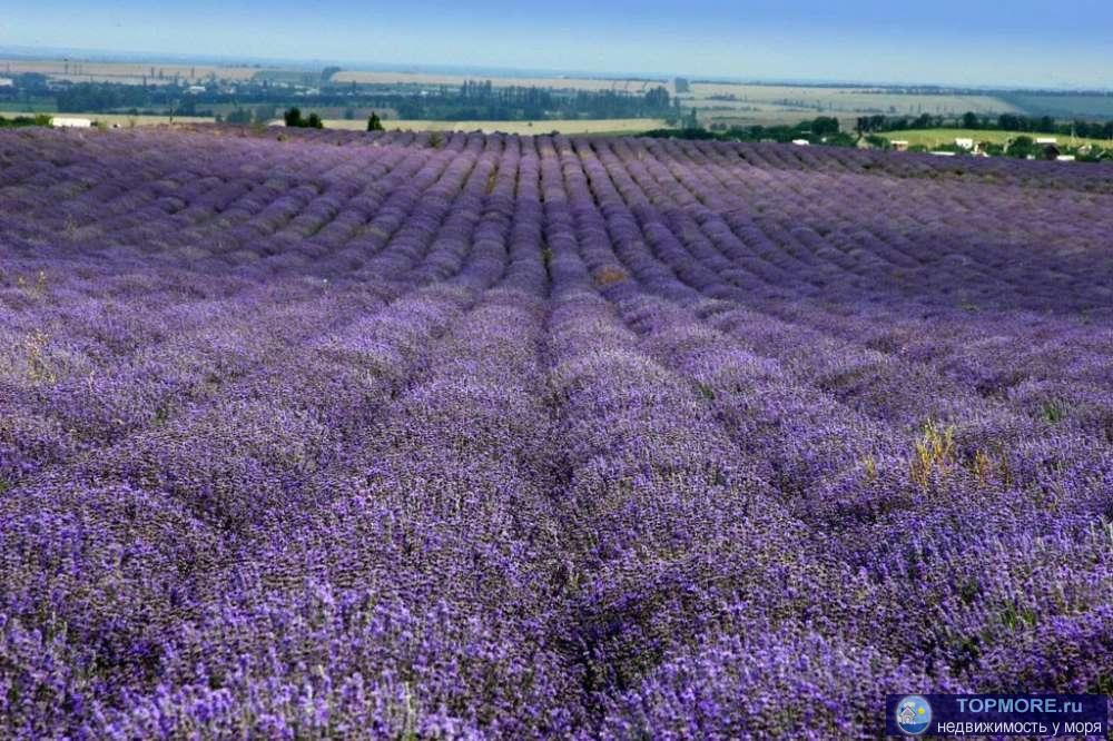 Продаю эфиромасличное производство в Крыму.  Площадь садов: 80 Га. Площадь полей с многолетними насаждениями: 400 Га....