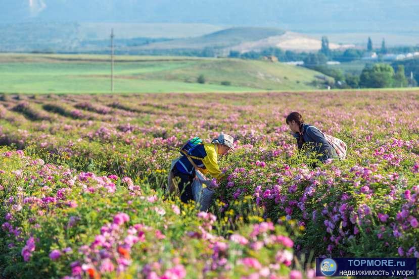Продаю эфиромасличное производство в Крыму.  Площадь садов: 80 Га. Площадь полей с многолетними насаждениями: 400 Га.... - 1