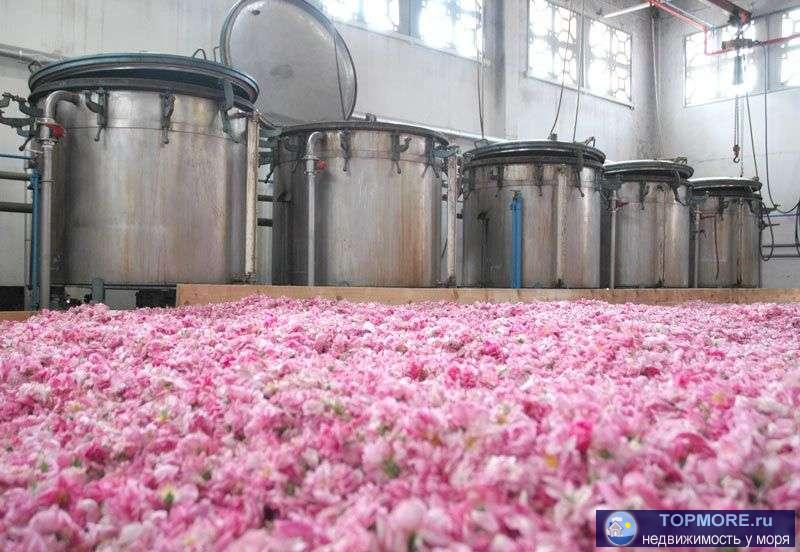 Продаю эфиромасличное производство в Крыму.  Площадь садов: 80 Га. Площадь полей с многолетними насаждениями: 400 Га.... - 3