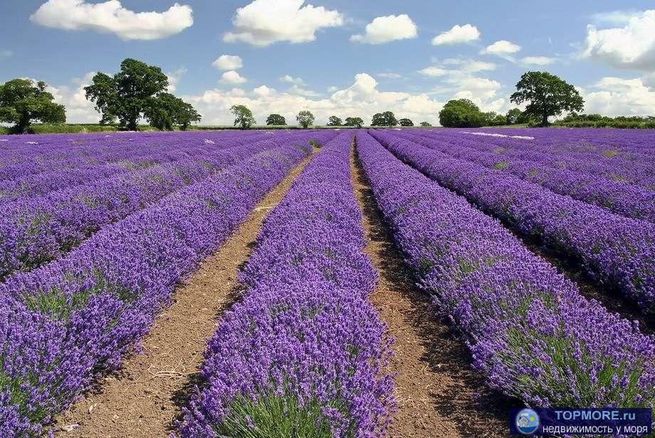 Продаю эфиромасличное производство в Крыму.  Площадь садов: 80 Га. Площадь полей с многолетними насаждениями: 400 Га.... - 6