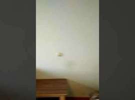 Сдаётся однокомнатная квартира в хорошем состоянии, газовая...