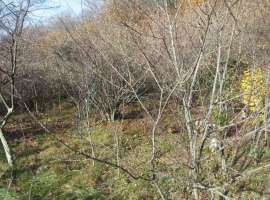 Номер объекта: 37136 Продается земельный участок 5 соток в поселке...