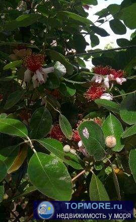 Номер объекта: 37086 Продаётся дача в п.Волконка. Новый 2-х этажный дом. Свет, вода, плодоносящий ухоженный сад.... - 2