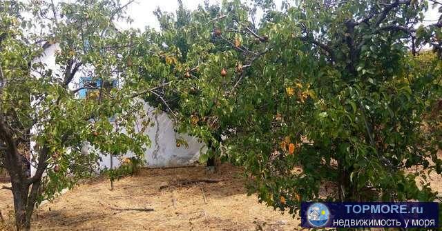 Продается садовый дом 27 кв.м., 5 соток в г. Феодосия, СПК Ветеран. Печное отопление, свет. На участке фруктовые... - 2