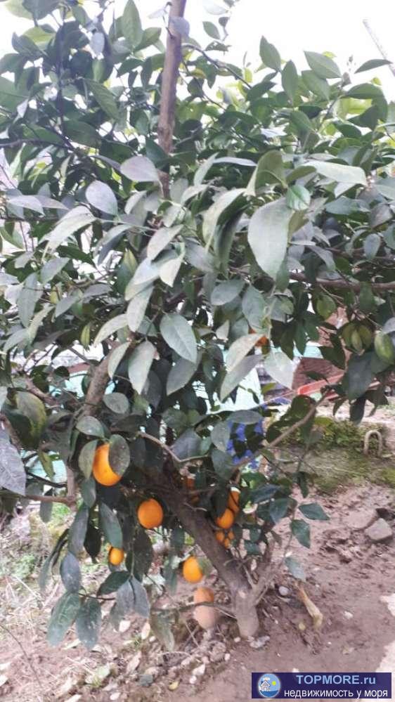 Продаю дом 101,8 м2, земли 3 сотки. Прекрасное тихое место, свежий воздух. Есть возможность, на прилегающей к дому... - 1