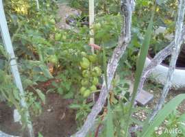 Продается дача СНТ '' Бытовик'' 12 км от города . c...