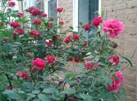 Дoм в цeнтpе гopoдa Гулькевичи в хорoшем cоcтoянии поcлe ремoнтa,...