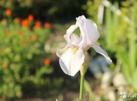 Продам земельный участок 12 соток под строительство дома(либо...