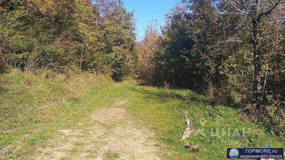 Продаю земельный участок 1.28 га.с. Адербиевка. Участок с прекрасным лесным массивом в самом экологическом районе... - 1