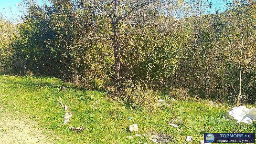 Продаю земельный участок 1.28 га.с. Адербиевка. Участок с прекрасным лесным массивом в самом экологическом районе... - 2