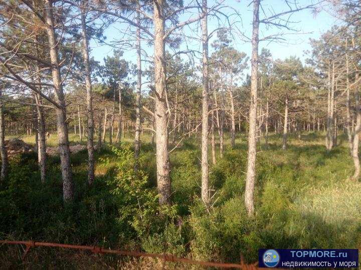 Эксклюзив!  Продается участок в одном из лучших кооперативов Фиолента - СТ Ветеран, ост. Муссон. Участок 9 сот. +... - 2